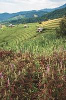 landskap av ris terrass på förbjuda pa bong piang i chiang mai thailand foto