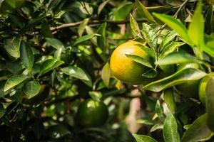 närbild av satsumas smäll MOT mandarin mogning på träd foto