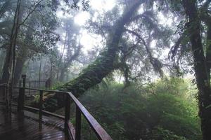 vacker regnskog vid ang ka naturstig i Doi Inthanon nationalpark, thailand foto