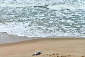 död- kropp av fågel på förorenad strand foto