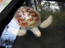 albino hav sköldpadda på en sköldpadda bruka i thailand. rädda av sällsynt arter av djur foto