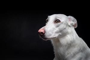 porträtt av en vit hund, på ett isolerat svart bakgrund. foto