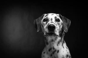 porträtt av en dalmatian hund, på ett isolerat svart bakgrund. foto