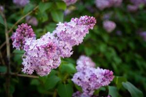 lila vårblommor bukett lila bakgrundskonstdesign. foto