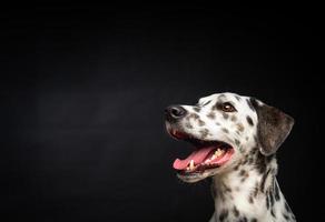 porträtt av en dalmatian hund, på ett isolerat svart bakgrund. foto