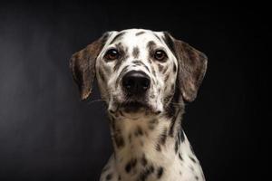 porträtt av en dalmatian hund, på ett isolerat svart bakgrund. foto