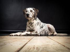 porträtt av en dalmatian hund, på en trä- golv och en svart bakgrund. foto