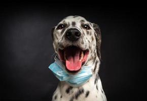 porträtt av en dalmatian ras hund i en skyddande medicinsk mask, på en svart bakgrund. foto