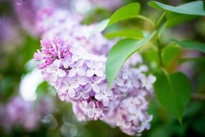 lila vårblommor bukett lila bakgrundskonstdesign. foto