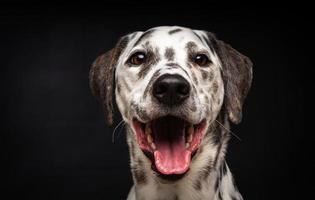 porträtt av en dalmatian hund, på ett isolerat svart bakgrund. foto