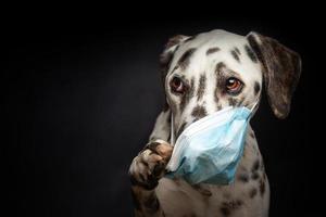 porträtt av en dalmatian ras hund i en skyddande medicinsk mask, på en svart bakgrund. foto