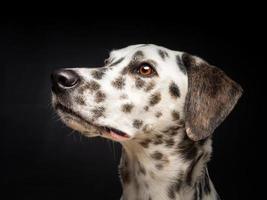 porträtt av en dalmatian hund, på ett isolerat svart bakgrund. foto