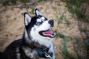 en svartvit siberian husky som går på ett sommarfält. foto