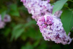 lila vårblommor bukett lila bakgrundskonstdesign. foto