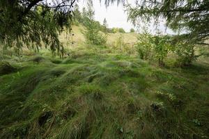 lång grön gräs i en barr- skog på höst. foto