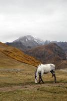 vit häst är gående på en bilder höst bete i molnig väder på en bakgrund av skön landskap av kaukasus berg, georgien. foto