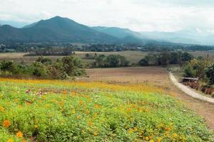 landskap med fält av färgrik blommor på en bakgrund av bergen i en molnig väder. pai, thailand. foto