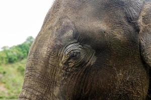 öga av elefant, närbild. chiang mai provins, thailand. foto