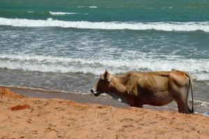 ko är gående på en sandig strand nära till hav. mui nej, vietnam. foto