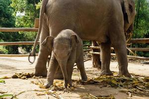 rolig två månader gammal bebis elefant med dess mor. chiang mai provins, thailand. foto