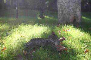 skön grå tabby katt är vilar på en gräs på solig dag på sommar. foto