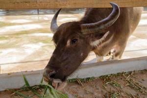 ung buffel är äter färsk gräs på lokal- mejeri bruka i laos. foto