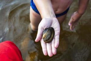 sjö skal på en barnets hand, sötvatten mussla, vatten- invånare foto