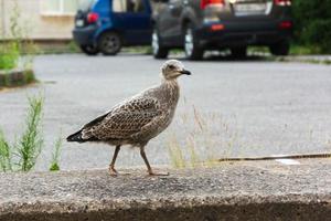 en bebis skarv, en bebis mås promenader på de jord bland hus och bilar foto