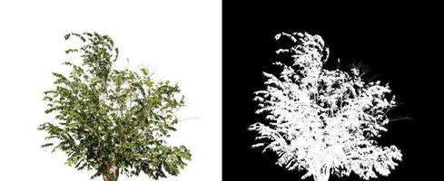 buske isolerat på vit bakgrund med klippning väg och alfa kanal foto