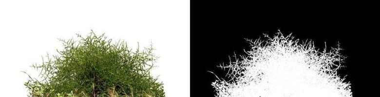 buske isolerat på vit bakgrund med klippning väg och alfa kanal foto