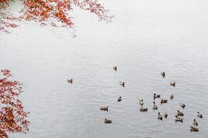 många ankor simning på katsura flod i arashiyama, Kyoto, japan med färgrik lönn träd i höst säsong. foto