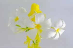 frangipani eller plumeria blomma med partiell fokus av upplösande gul affisch Färg i vatten foto
