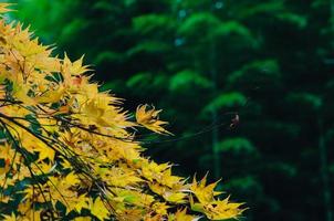 fokus och suddig färgrik lönn löv träd på bambu skog bakgrund i höst av japan. foto