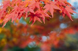fokus och suddig färgrik lönn löv träd bakgrund i höst av japan. foto