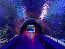 stor skön runda glas tunnel under vatten i de akvarium med annorlunda fisk. begrepp turism, hav värld, dykning foto