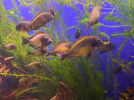 under vattnet paradis bakgrund - korall rev vilda djur och växter natur collage med hav sköldpadda och färgrik fisk bakgrund foto