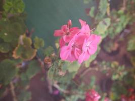 geranium rosa blomma scient. klass. geraniales foto