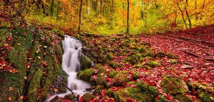 höst bäck skog med solig gul träd lövverk stenar i skog berg. idyllisk resa vandring landskap, skön säsong- höst natur. Fantastisk dröm naturskön färgrik utomhus- inspirera natur foto