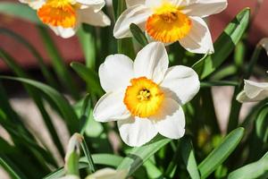 narciss tazetta cultivar blommor på rabatt foto