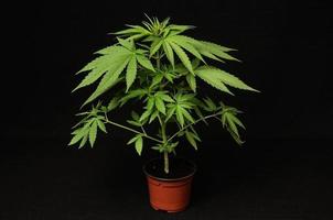 cannabis grön växt foto