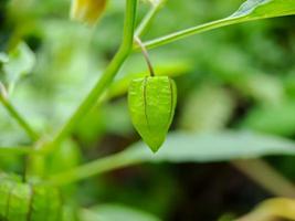 physalis minima träd, Hogweed, jord körsbär på träd, dvärg jord körsbär frukt. vetenskaplig namn physalis angulata. makro skott på en solig morgon. foto