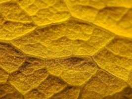 makro textur av grön bougainvillea löv, lämplig för tapet bakgrund. foto