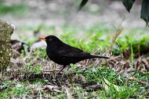 små svart fågel foto