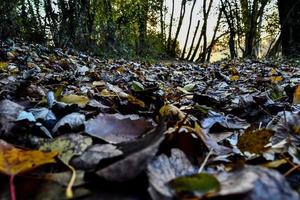 falla löv i skog foto