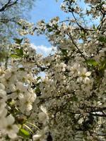 stor blommande träd mot de blå himmel foto