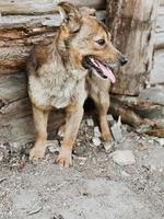 lekfull vakt hund visa henne tunga. sällskapsdjur utomhus förbi trä- hus i lantlig område. utgifterna tid ut av stor stad. årgång ser byggnad och staket av trä i by foto