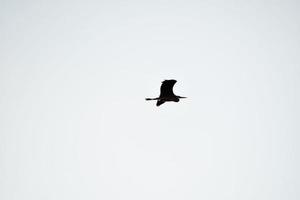 en migrerande fågel foto