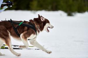 kör husky hund på slädhund racing foto