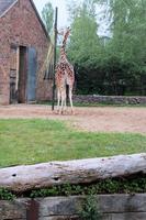 en se av en giraff foto