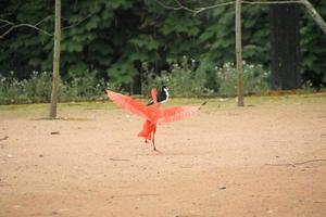 en se av en scharlakansrött ibis foto